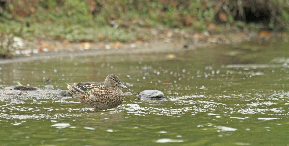 Blue-winged Teal - ML36237621