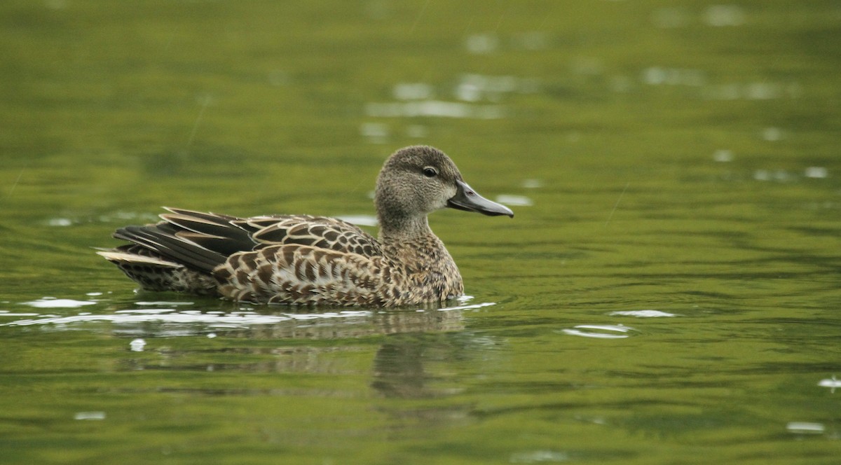 Blue-winged Teal - ML36237641