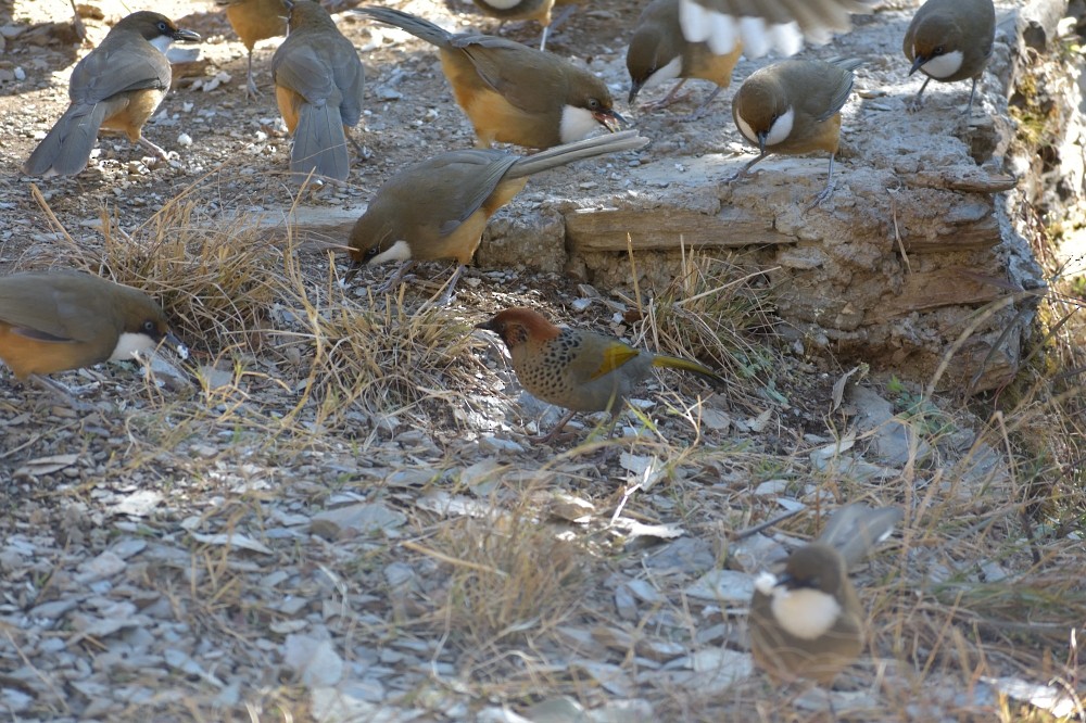 Chestnut-crowned Laughingthrush - ML362376501