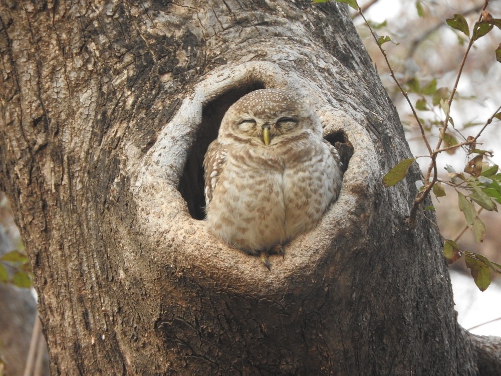 Spotted Owlet - ML362377411