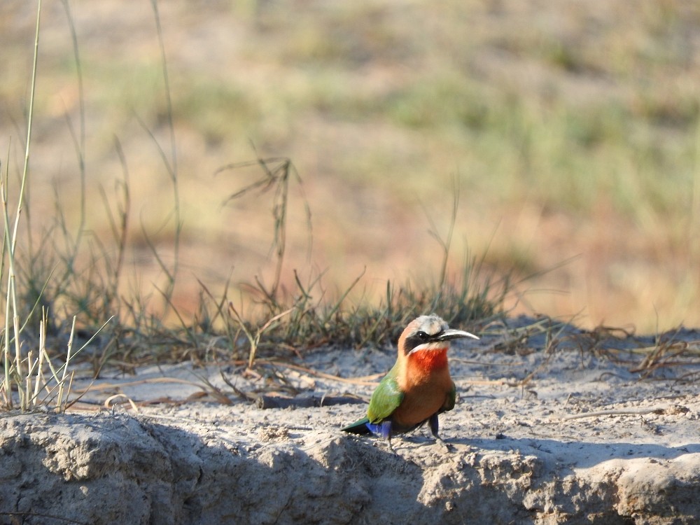 White-fronted Bee-eater - Meg Taylor