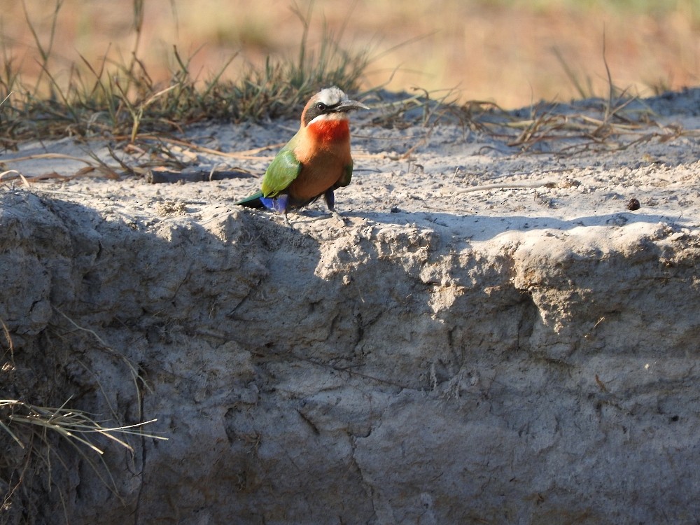 White-fronted Bee-eater - ML362377871