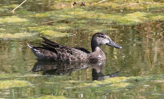 Blue-winged Teal, ML36237811