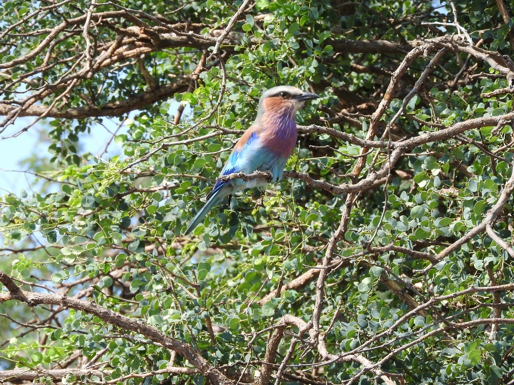 Lilac-breasted Roller - ML362378851
