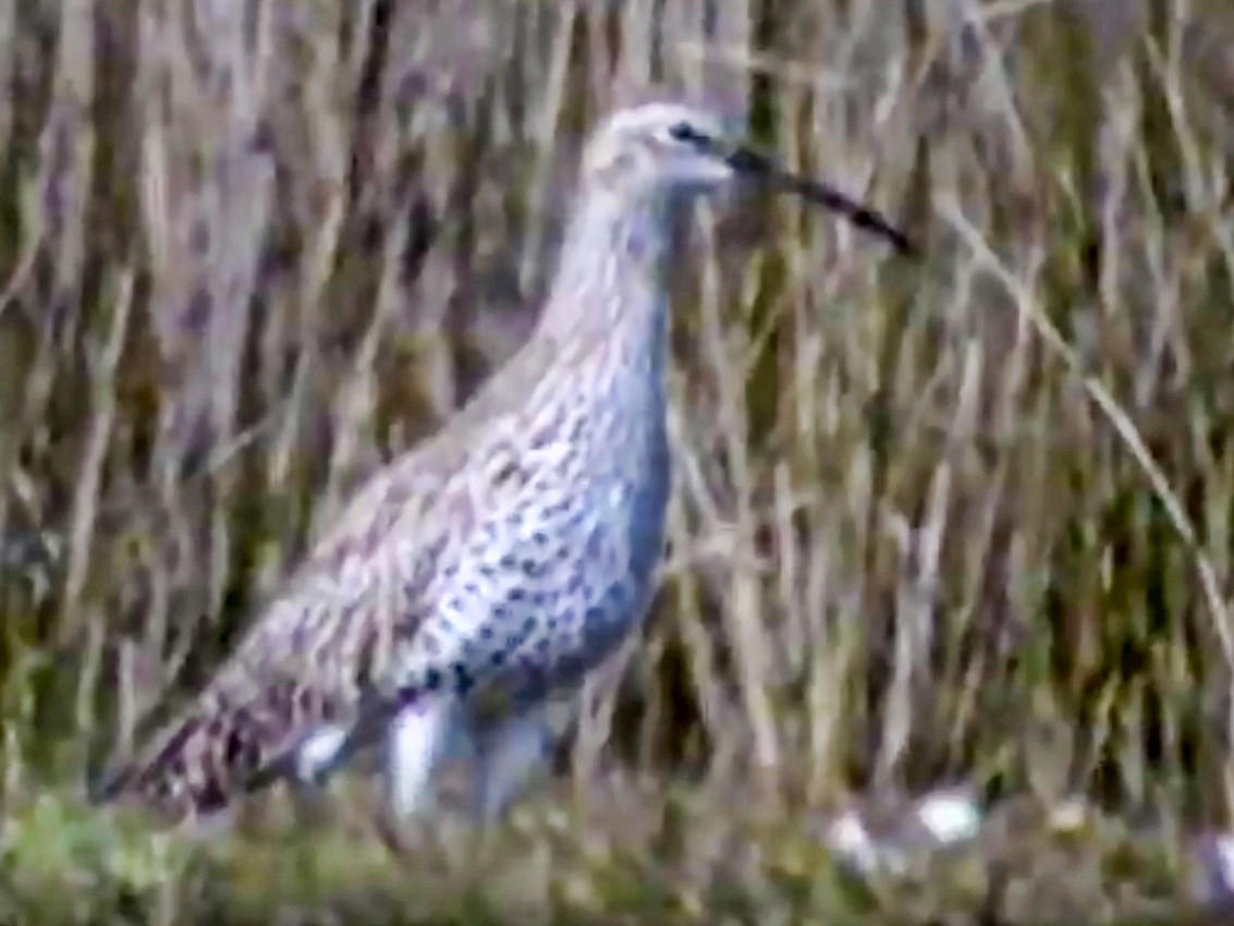 Slender-billed Curlew - Andy Butler