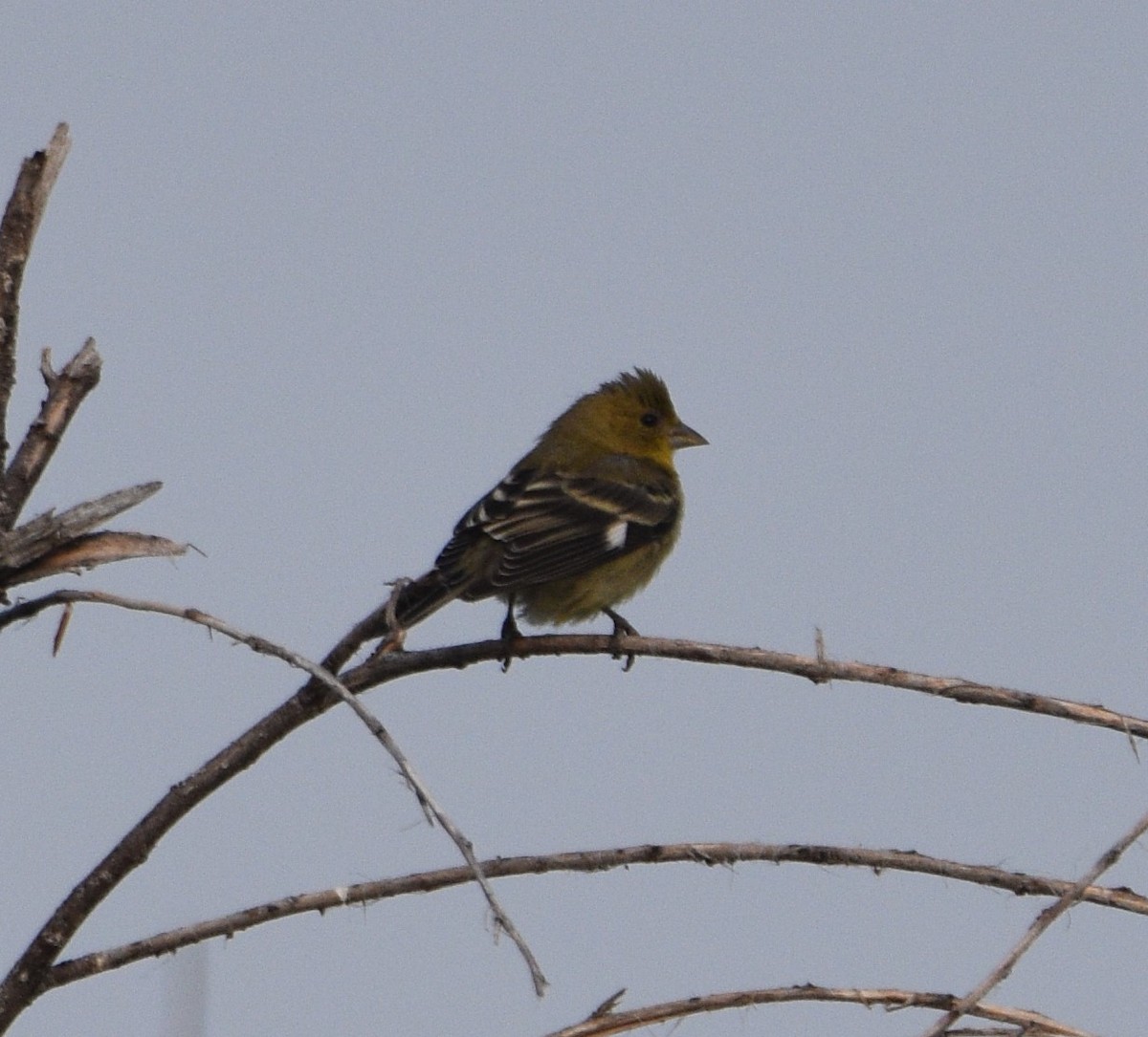 Lesser Goldfinch - Peter Olsoy