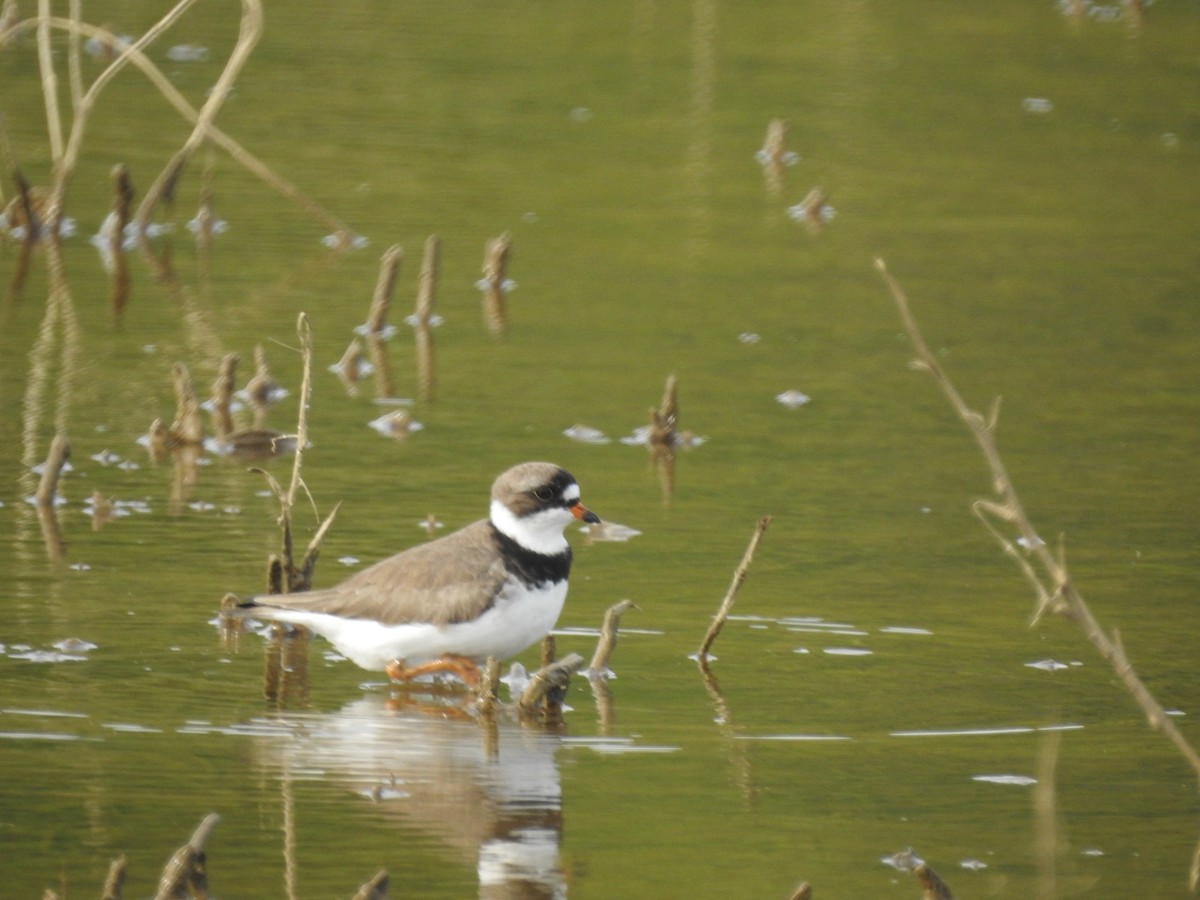 Semipalmated Plover - ML362383271