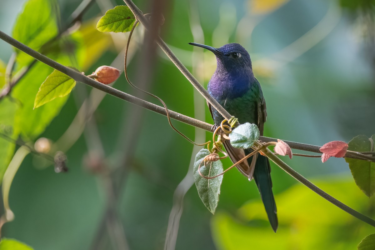 Swallow-tailed Hummingbird - Pablo Re