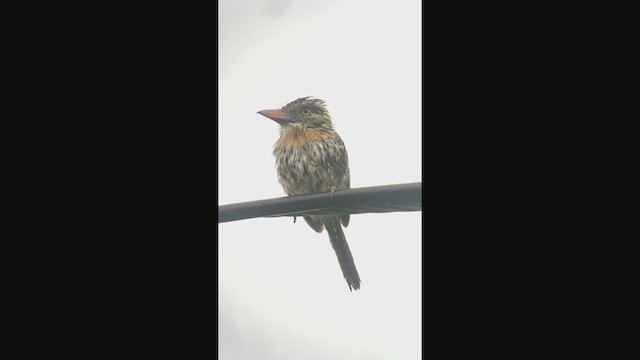 Spot-backed Puffbird (Chaco) - ML362387811