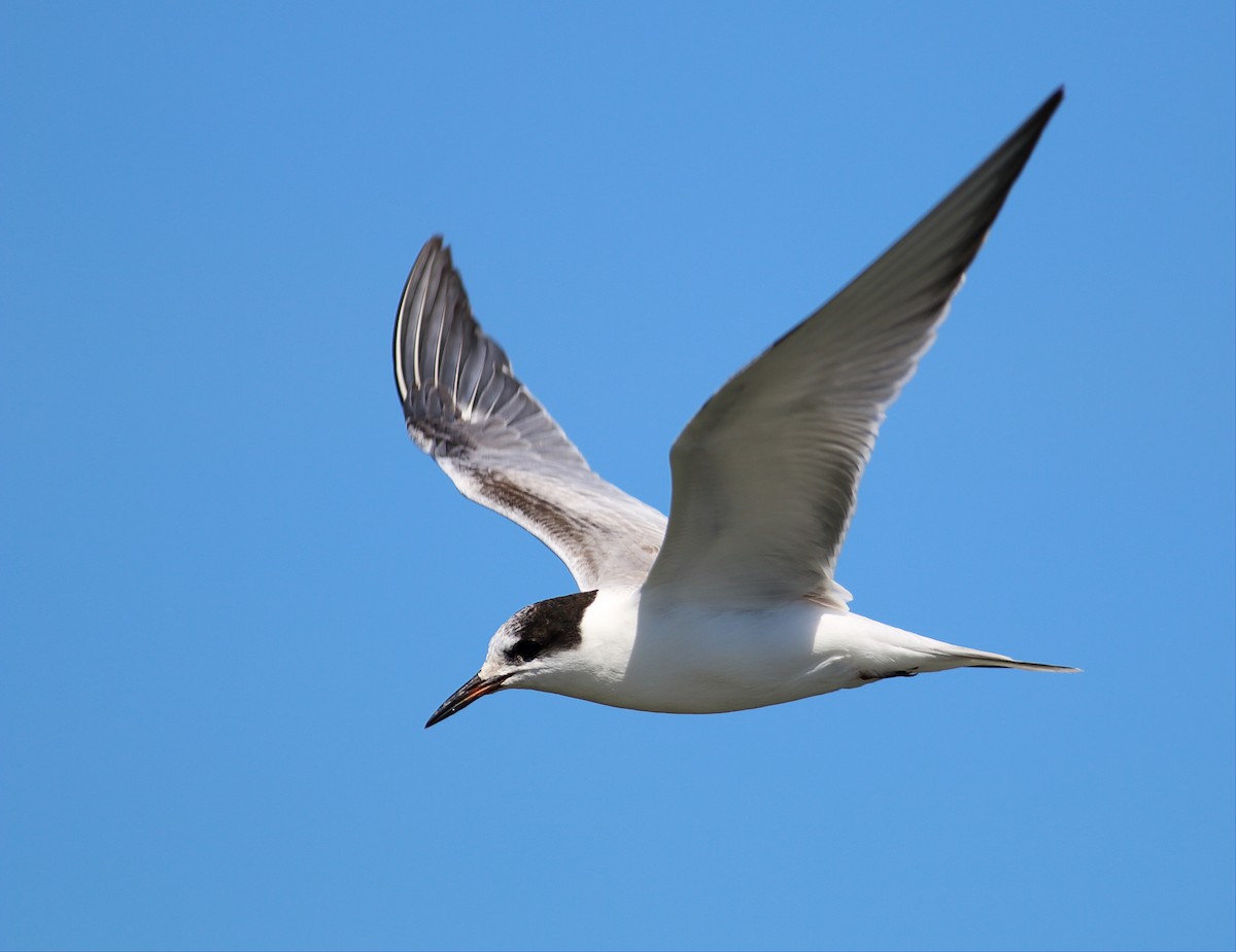 Common Tern - ML36238911