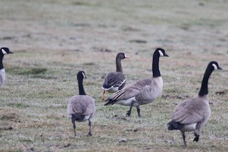 Greater White-fronted Goose, ML36238921