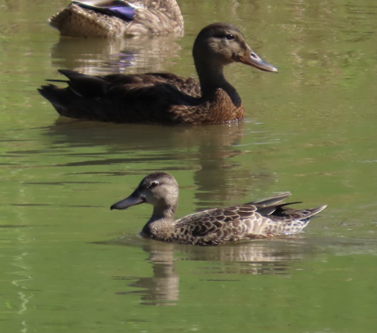 Blue-winged Teal - ML362389451
