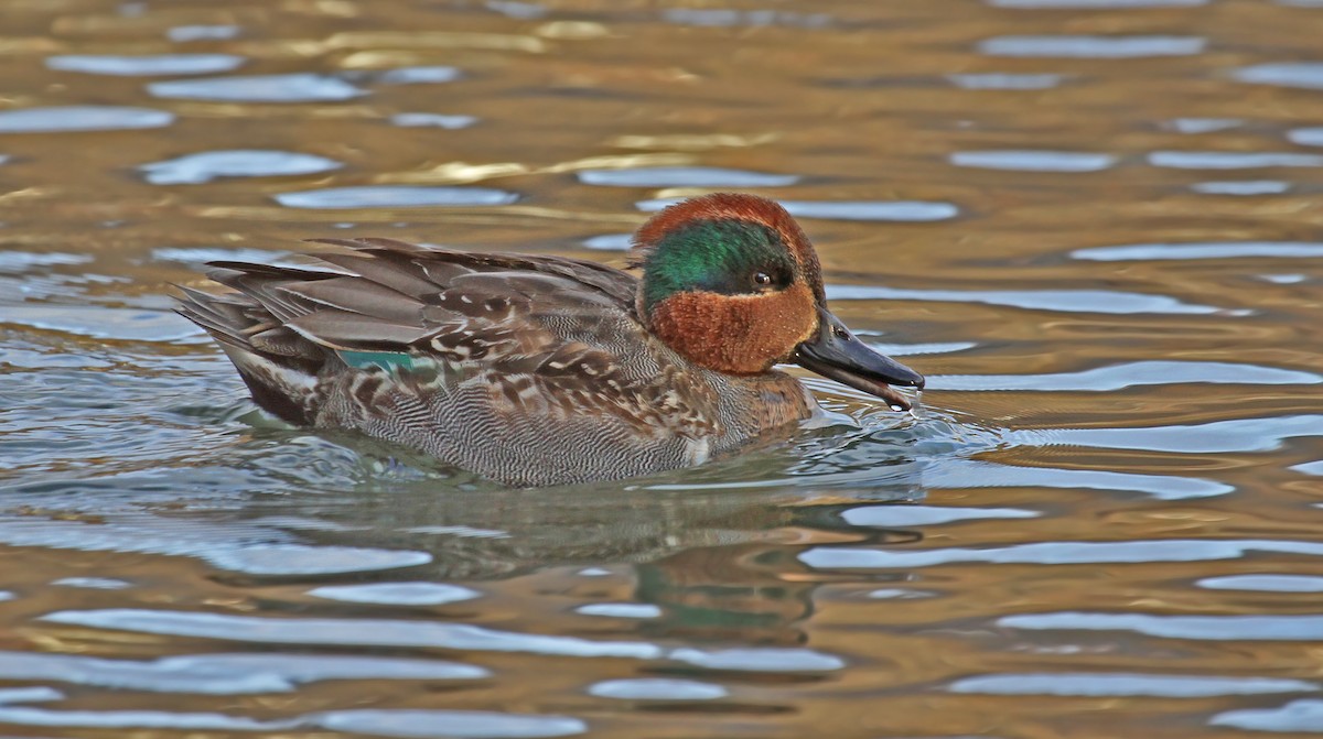 Green-winged Teal - ML36240081