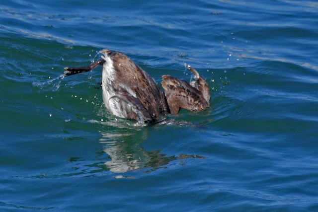 Diving. - Common Murre - 