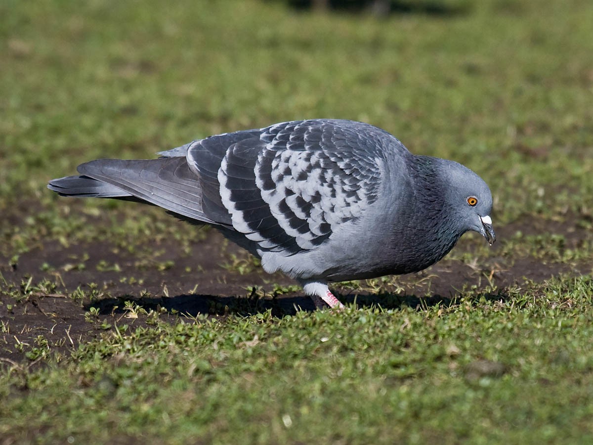 Pigeon biset (forme domestique) - ML36241431