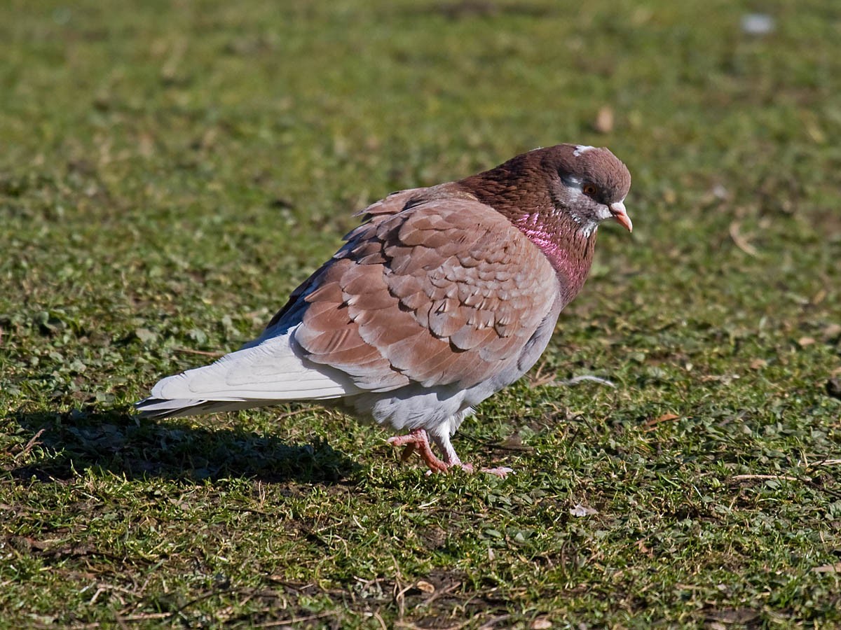 Сизый голубь (Одомашненного типа) - ML36241441