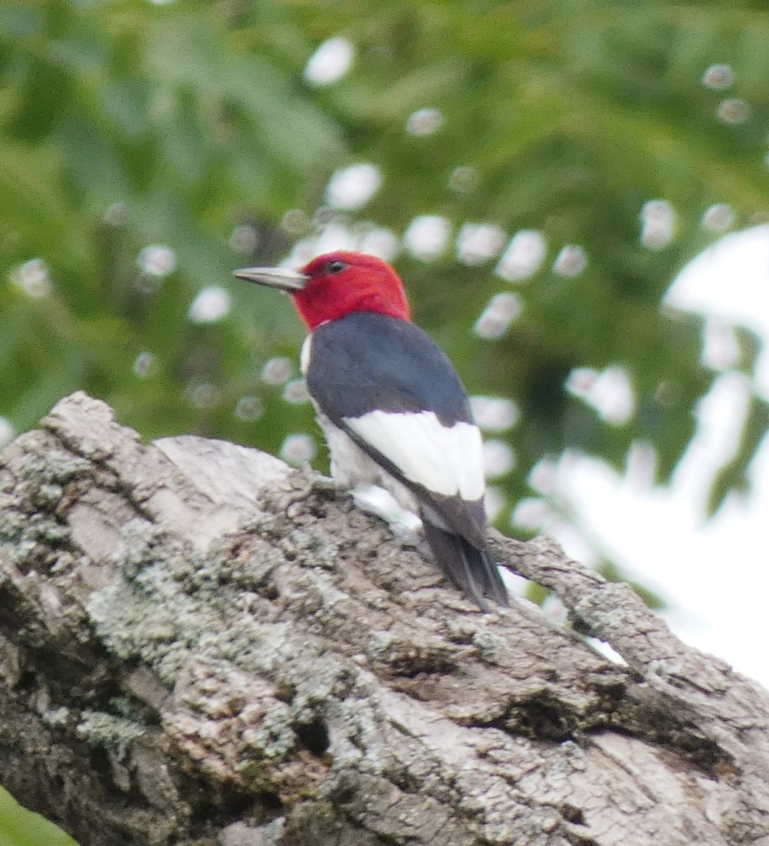 Red-headed Woodpecker - ML362414991