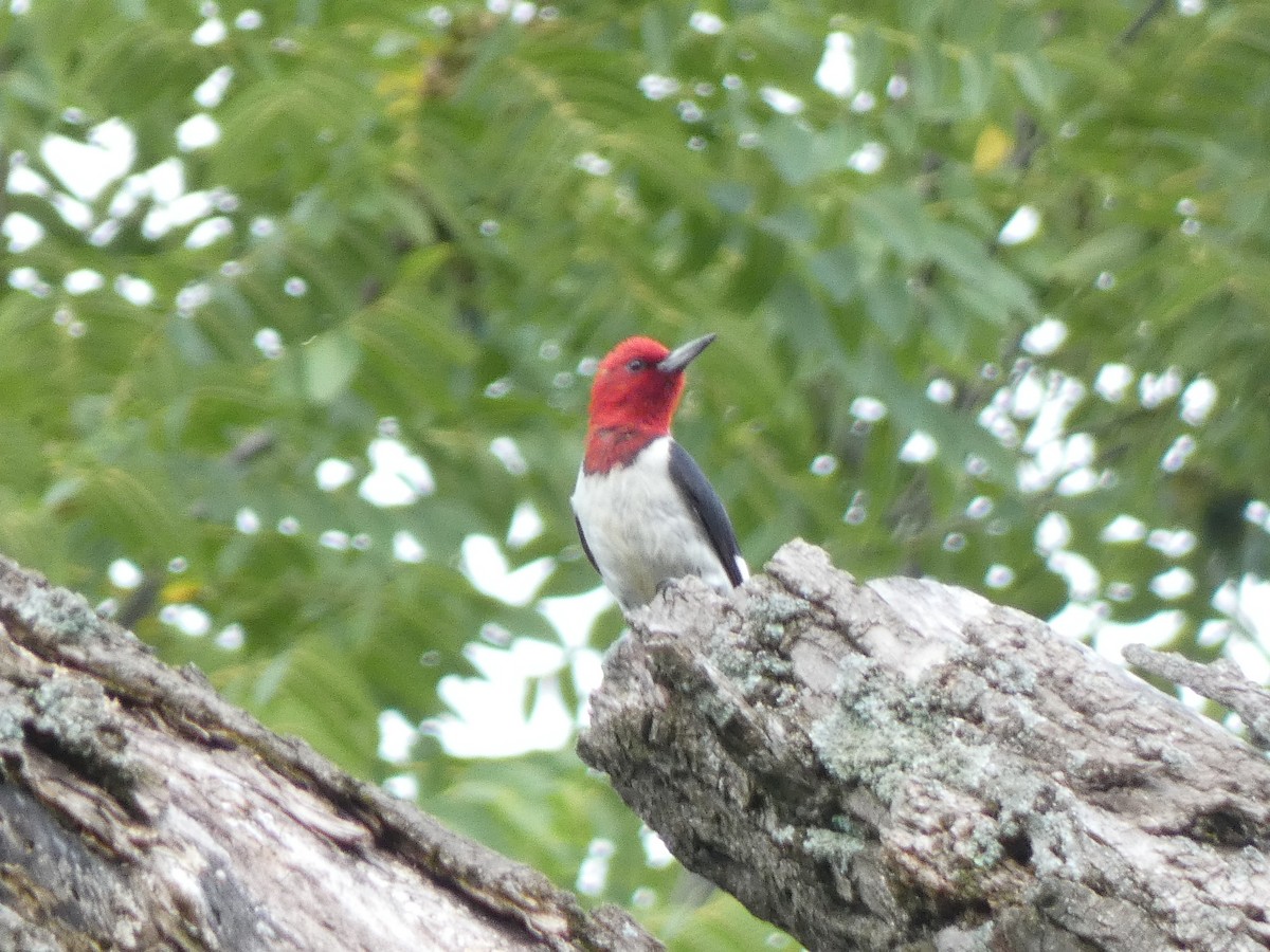 Red-headed Woodpecker - ML362415141