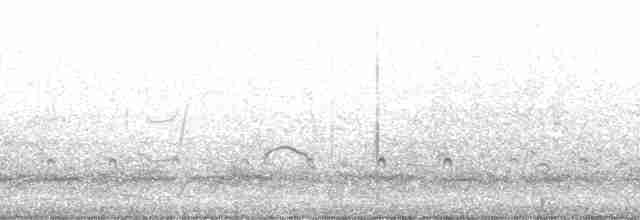 ústřičník velký (ssp. ostralegus/longipes) - ML36242