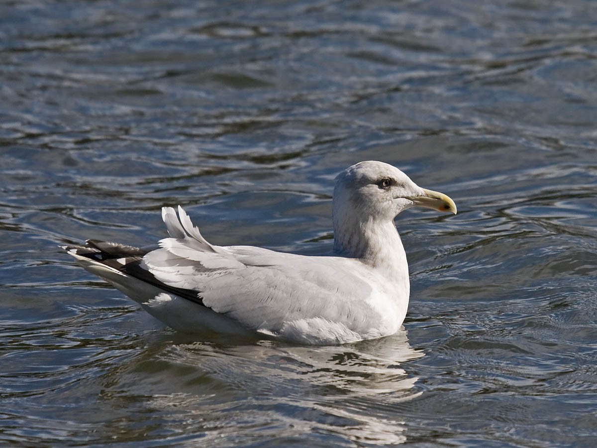 Herring x Glaucous-winged Gull (hybrid) - ML36242061