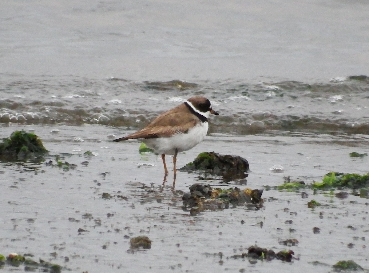 Semipalmated Plover - ML362420641