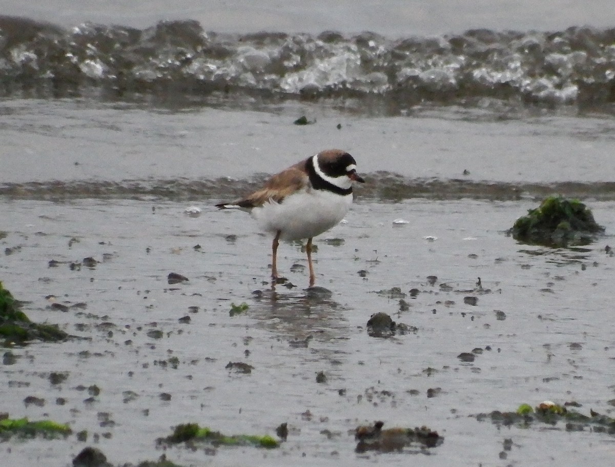 Semipalmated Plover - ML362420911