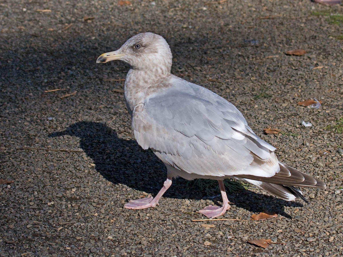 Herring x Glaucous-winged Gull (hybrid) - ML36242281