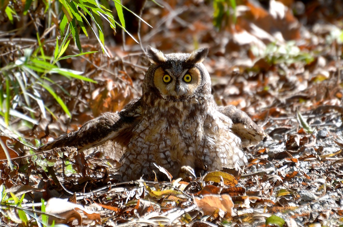 Long-eared Owl - Steve Neely