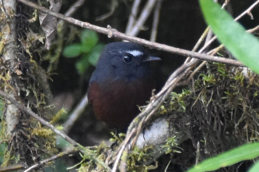 Chestnut-bellied Chat-Tyrant - Nick Moore
