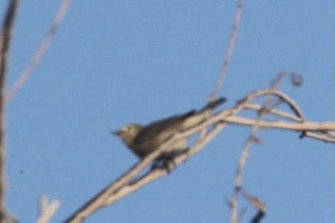 Lucy's Warbler - ML362431281