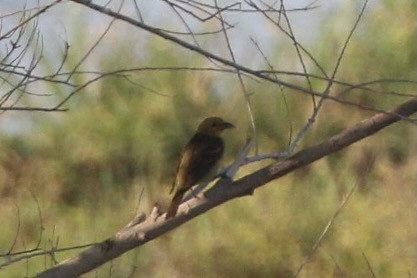 Western Tanager - ML362431301