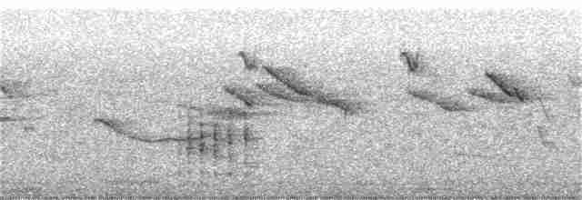 Great Reed Warbler - ML362432751