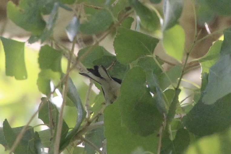 Black-throated Gray Warbler - ML362433781