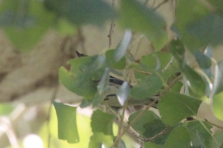 Black-throated Gray Warbler - ML362433831