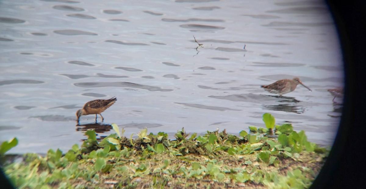 Long-billed Dowitcher - ML362433941