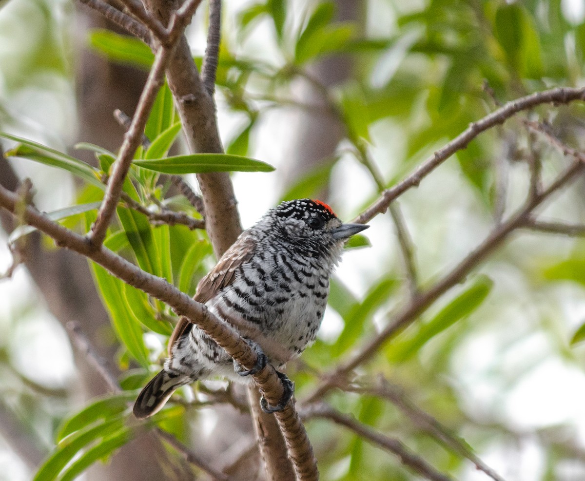 White-barred Piculet - ML362435441