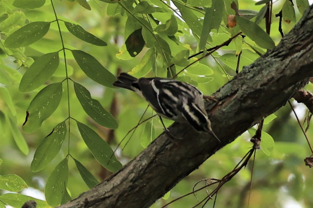 Black-and-white Warbler - Gail DeLalla