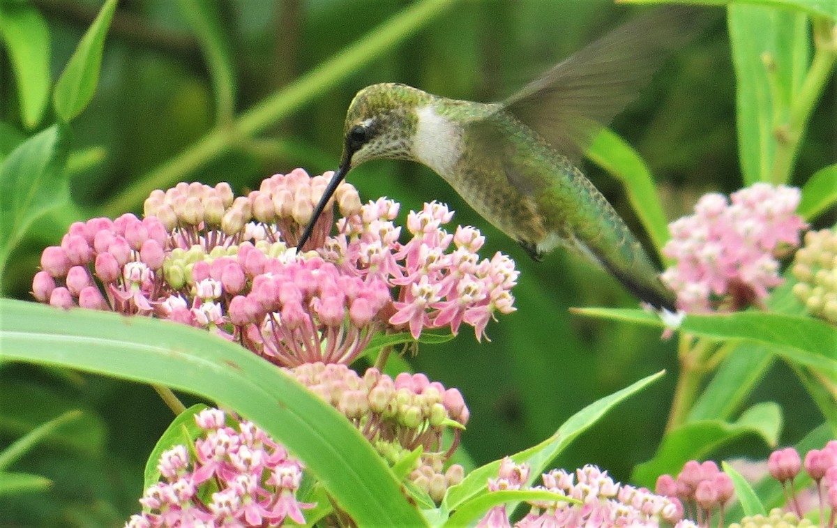 Ruby-throated Hummingbird - Vivek Govind Kumar