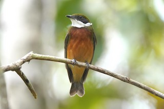  - Yellow-crowned Manakin