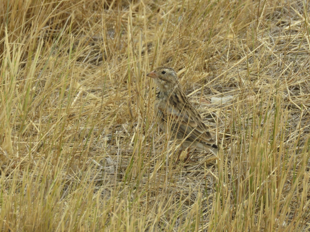 Thick-billed Longspur - Curtis Mahon