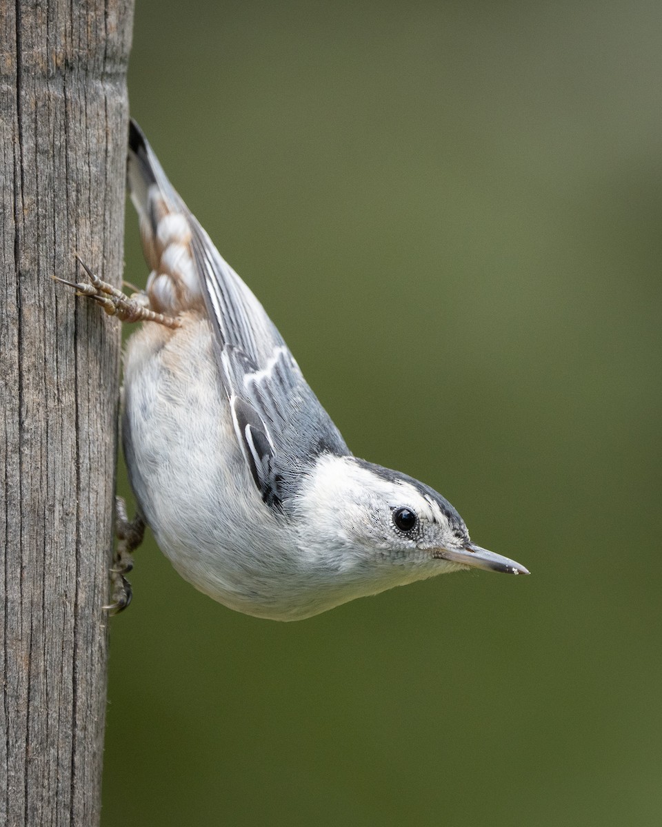 White-breasted Nuthatch - ML362448841