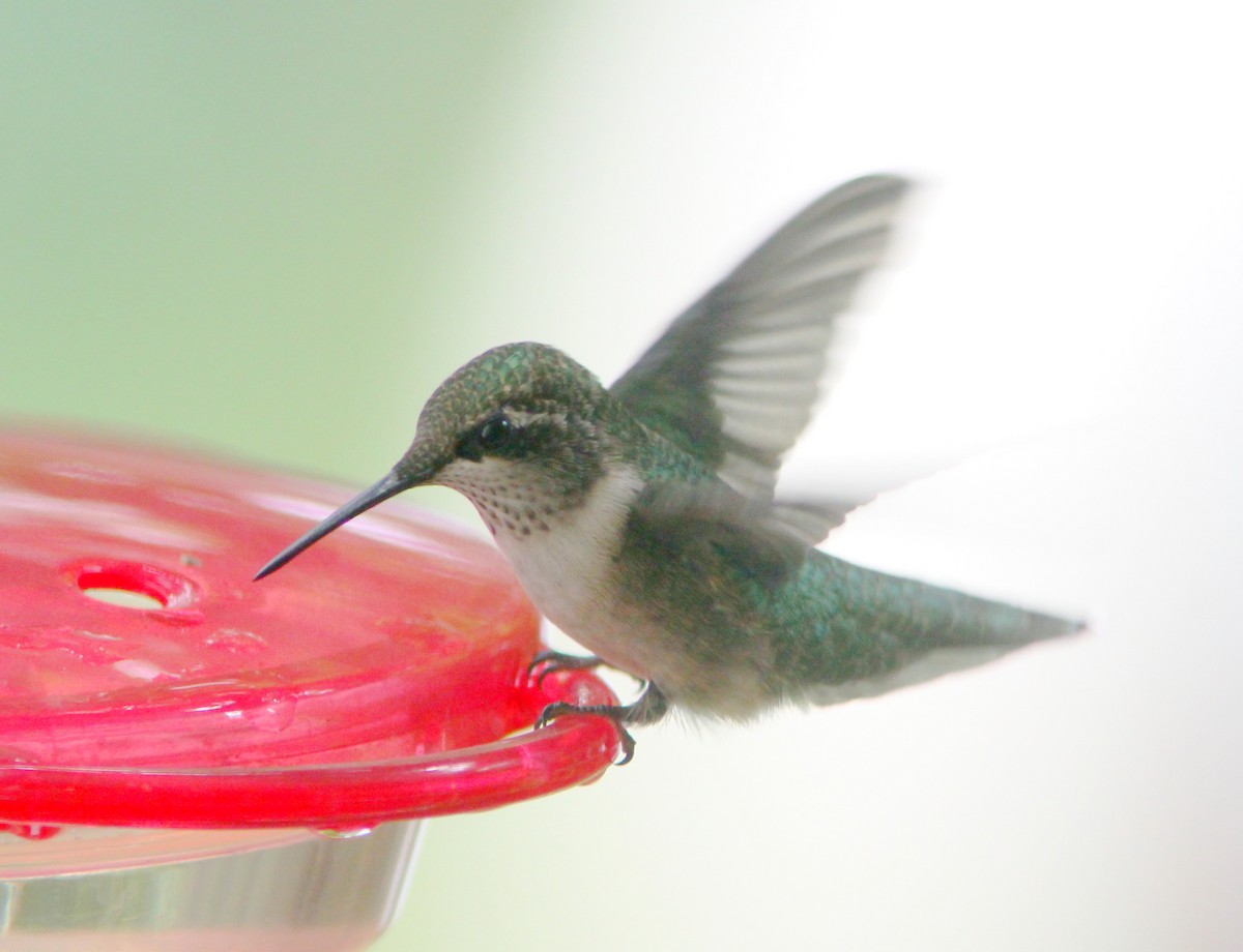 Ruby-throated Hummingbird - ML362454511
