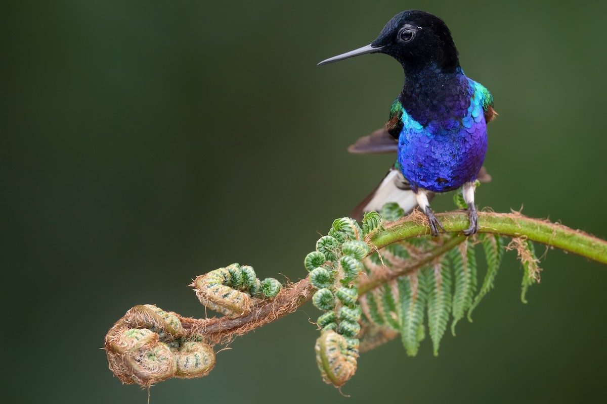 kolibřík hyacintový - ML362458871