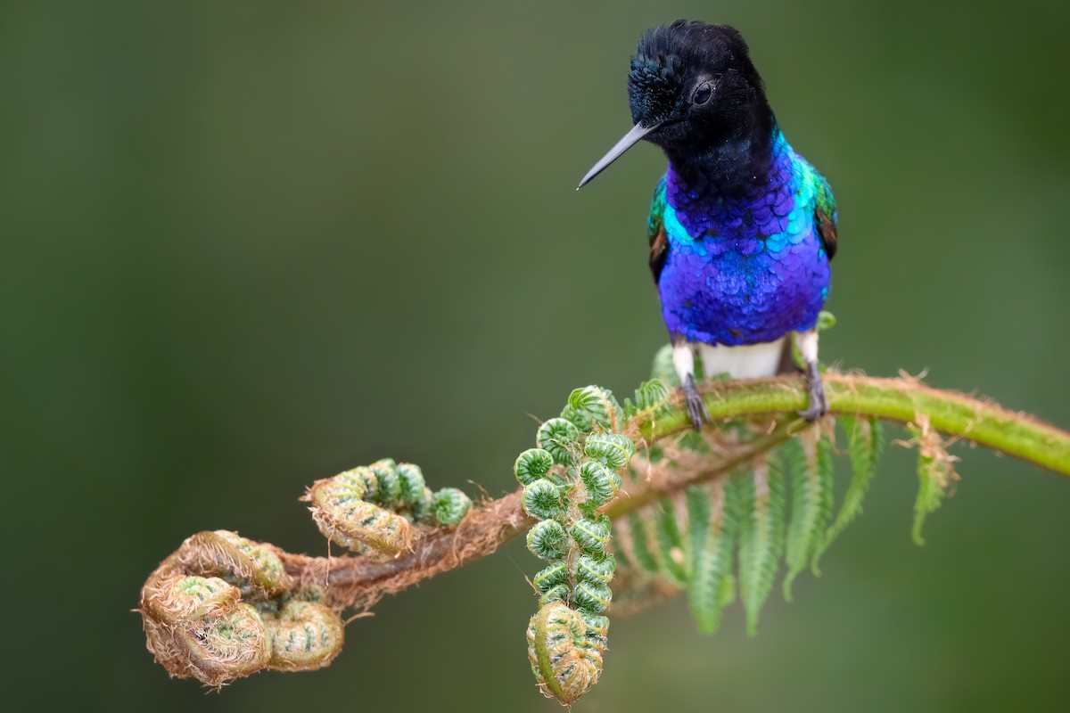 kolibřík hyacintový - ML362458921