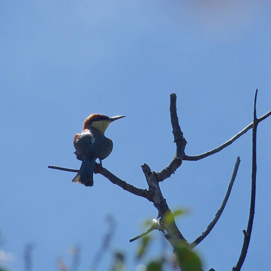 Chestnut-headed Bee-eater - ML36245921