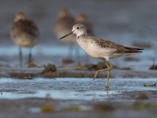  - Common Greenshank