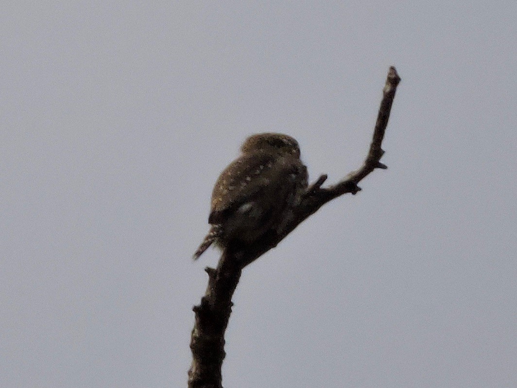 Northern Pygmy-Owl - ML36246331