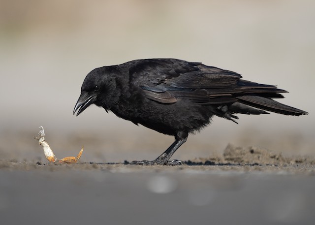 Identification Pitfalls--Crows and Ravens - eBird