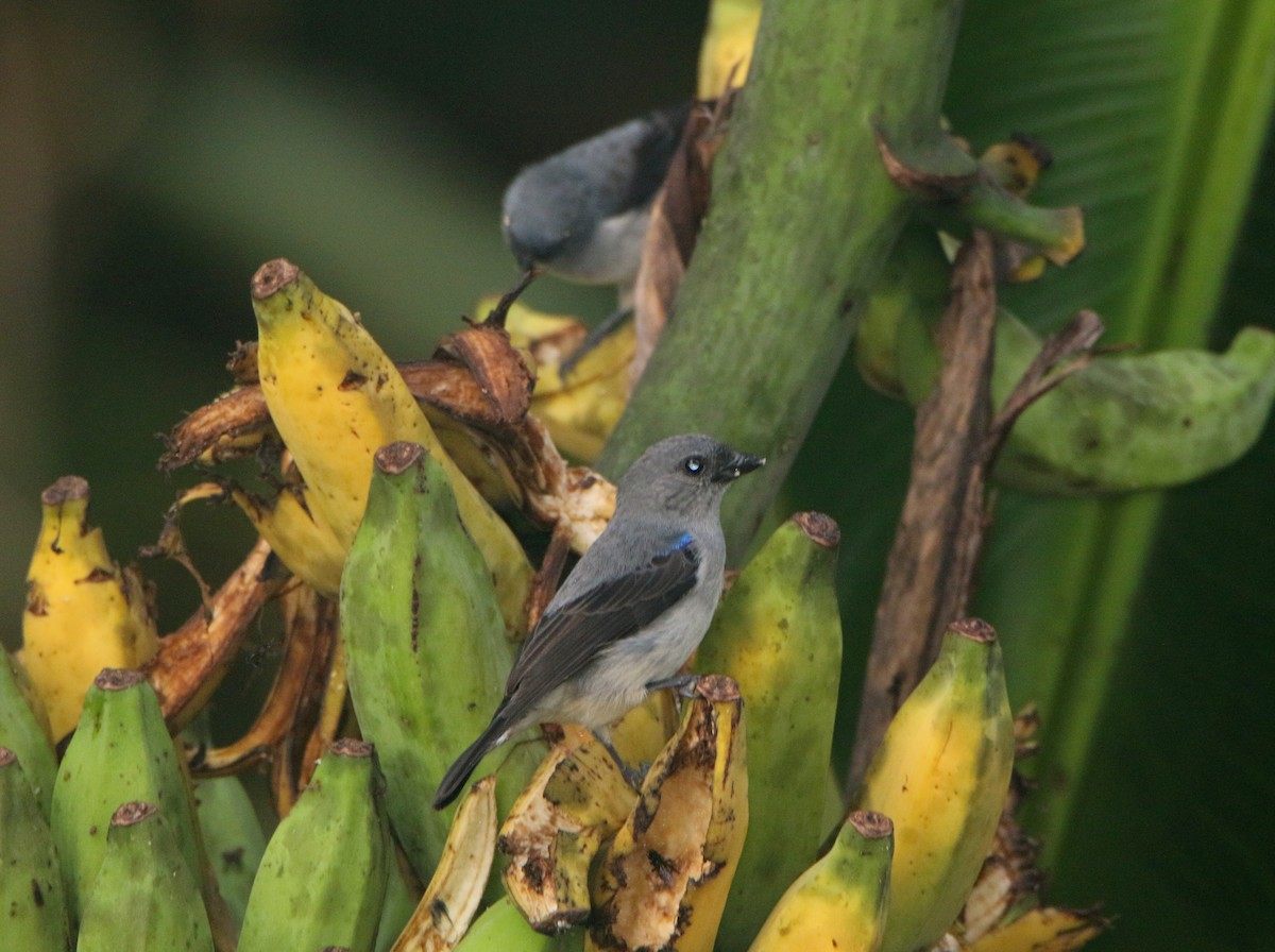 Plain-colored Tanager - ML36247151