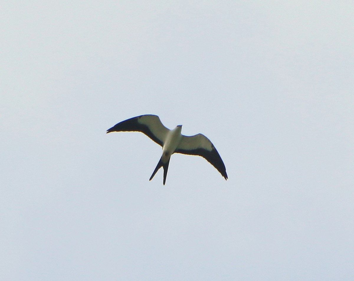 Swallow-tailed Kite - Albert Linkowski